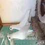 جوز قطيفي للبيع