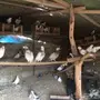 حمام باكستاني 