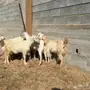 معزا بيشيه 