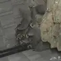 حجل للبيع