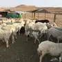 غنم حريات مقاني 