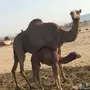 خلفه حمراء