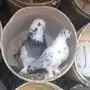 زوج تركي