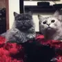 قطة عدد 2 للبيع ذكر و انثى الرياض