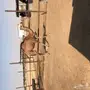 بكره سمينه وطيبه عمرها 10 شهور 
