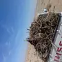 حطب رمث