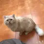 قط شيرازي للبيع 