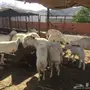 ضان حريات للبيع العدد 20