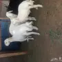 طليان للبيع