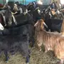 معزا 