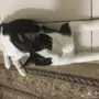 قطين للتبني 