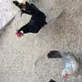 دجاج بلدي الظهران