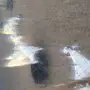 عنز 4 وعيالها 4