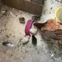 دجاجه بعيالها
