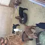 تيوس جاهزة للمندي