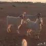 عنز دفيع