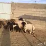 للبيع 10شياة وعيالها 10 ذبايح