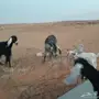 عنز شاميه سورية ماعز عنز والد معها جفار