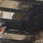 دجاج باكستاني