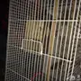  طير بلبل