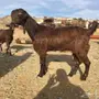 جفار شاميات فاخرات