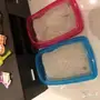 شيرازي امريكي هامالايا انثى