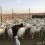 ضأن للبيع