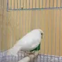 ذكر كناري جولستر