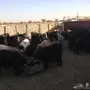 معزاء خلفات 