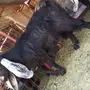 معزا جفار عوارض طيبه