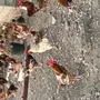 دجاج بلدي 