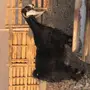 الدوادمي عنز عارضيه دافع ع كلام اللي شريته من