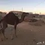 حاشي للبيع