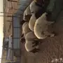 بهم نعيم 