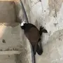 للبيع ساكسون
