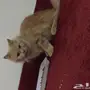 للبيع قطه هملايا وقط شيرازي