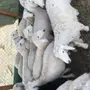 طليان حريه مع الذبح والتوصيل
