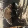 طليان نعيم 