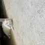 قطه كيووت مشغوله عنها حابه ابيها اليوم 