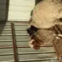 خرفان نعيم 