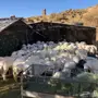 غنم حري طيب 