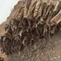 ح ط ب للبيع شمر شلايخ يابس 