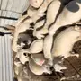 طليان(بهم).  العدد 70 خرفان ورخال
