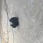 حمام رقاص 