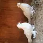 جوز مفتل ابيض فاخر 