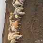 حريات للبيع