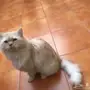 للبيع قط شيرازي ذكر
