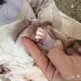 تيس هولندي صنف فااخر 