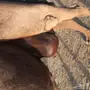 فزعتكم ياهل الابل