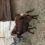 تيس هولندي